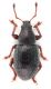 Pleurodirus doderoi cf-up.jpg