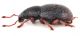 Pleurodirus doderoi cf-lateral.jpg