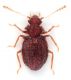 Dasycerus-sulcatus-up.jpg
