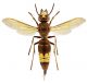 Vespa orientalis1.jpg