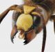 Vespa orientalis3.jpg