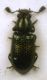 Necrobia violacea Linnaeus, 1758 (cf.) - Cleridae .JPG