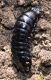 larva 3.jpg