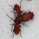 P. sanguineum orgia.jpg