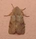 Perigrapha rorida.jpg