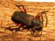 Ropalopus femoratus Mezzane 2 rid.jpg