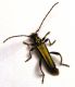 C. angulatus 2.jpg