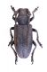 2014-03-25-19.59.43-ZS-PMax-come-oggetto-avanzato-1.jpg