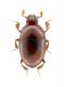 Sardulus spelaeus (2).jpg