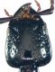 Megalinus glabratus (Gravenhorst, 1802) - Kopie.jpg