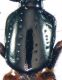 Megalinus glabratus (Gravenhorst, 1802) - Kopie (2).jpg