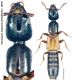 Hypnogyra angularis (Ganglbauer, 1895).jpg