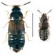 Paraphloeostiba gayndahensis (Macleay, 1871).jpg