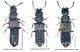 Anotylus 3.jpg