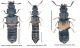 Anotylus 2.jpg