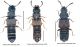 Anotylus 1.jpg