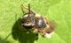 Andrena cfr flavipes Giardino RE 27-06-13 056x.jpg