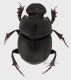 Onthophagus kindermanni_Cluj_Fanate_m_Forum.jpg
