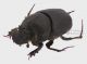 Onthophagus kindermanni_Cluj_Fanate_m_lat_Forum.jpg