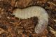 Larva1.jpg