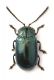 Phratora sp.jpg
