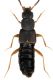 Staphylinidae.jpg