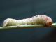 Mamestra_brassicae_larva.jpg