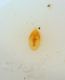 T.dentimanus01b  ArcuCorreboi.jpg