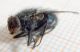 mosca 1.jpg