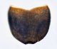 dettaglio ultimo urotergite Limnius.jpg