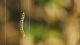 DSC05533sm.jpg