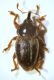 Tychius01ok   GolfoAranci.jpg