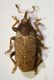 Tychius02ok  GolfoAranci.jpg