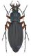 Carabus galicianus hembra red firm.jpg