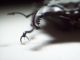 Lucanus cervus cervus 1a.JPG