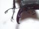 Lucanus cervus cervus 1b.JPG