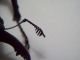 Lucanus cervus cervus 1c.JPG