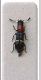 Tarsostenus carus - Osimo - foto sul FEI.jpg