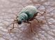 Phyllobius X1 (19-4-14 Los Ojos de Pontil).jpg