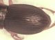 Harpalus elitre2.jpg
