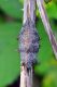 DSC_1786.JPG