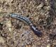 Larva raphidia (5-8-07 Villanúa).jpg