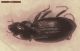 Nebria salina 2014-04-23.jpg