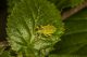 curculionidae.jpg