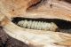 Larva Saphanus.jpg