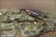 Parainocellia_bicolor_deposizione_Boscotrecase_Labriola_FEI_0106_1000.jpg