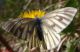DSCF4439.JPG