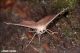 Campaea_honoraria_Geometridae_9549_1000.jpg