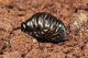 LarvaCrysomelidaeDSC0258RID.jpg