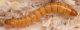 Lacon lepidopterus-larva_small.jpg